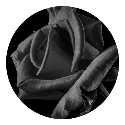 rosa su sfondo bianco e nero